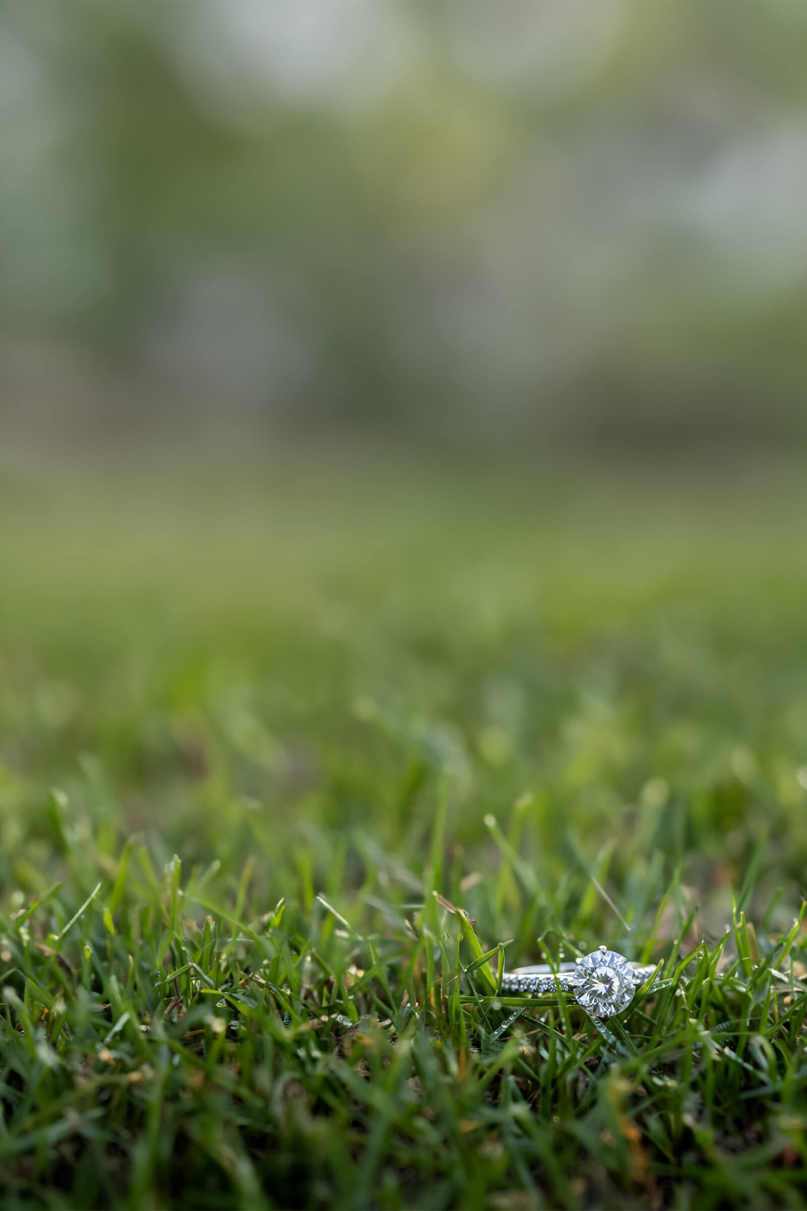 Love Lies cover design stage one, engagement ring in grass